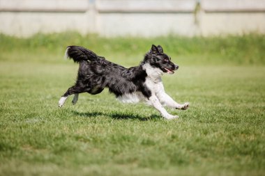 Köpek frizbisi. Köpek uçan disk yakalıyor, evcil hayvan parkta oynuyor. Spor müsabakası, spor başarısı