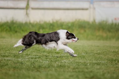 Köpek frizbisi. Köpek uçan disk yakalıyor, evcil hayvan parkta oynuyor. Spor müsabakası, spor başarısı