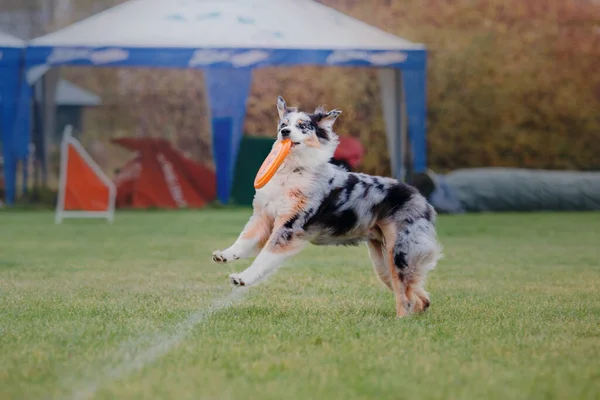 Hundfrisbee Hund Fånga Flygande Disk Hopp Sällskapsdjur Spelar Utomhus Park — Stockfoto