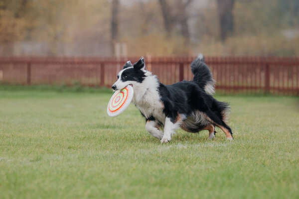 Dog frisbee. Dog catching flying disk in jump, pet playing outdoors in a park. Sporting event, achievement in sport
