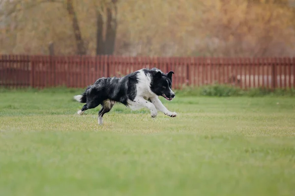 犬のフリスビー ジャンプで空飛ぶ円盤をキャッチ犬 ペットは公園で屋外で遊んでいます スポーツイベント スポーツでの達成 — ストック写真