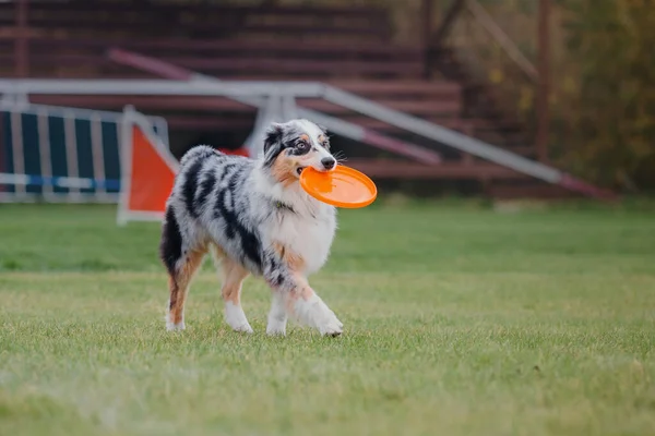 Frisbee Perro Perro Atrapando Disco Volador Salto Mascota Jugando Aire — Foto de Stock