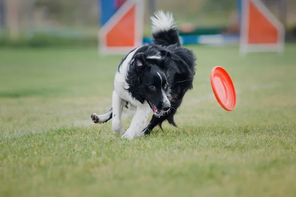 Anjing Frisbee Anjing Menangkap Terbang Disk Melompat Hewan Peliharaan Bermain — Stok Foto