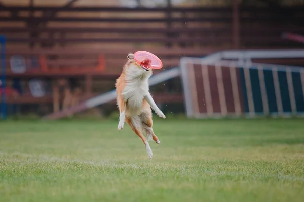 Hundefrisbee Hund Fängt Flugscheibe Sprung Haustier Spielt Freien Einem Park — Stockfoto