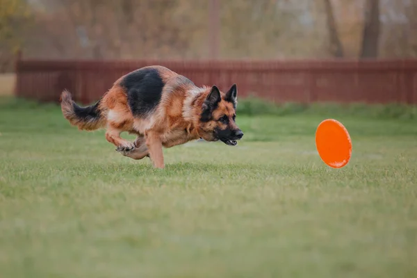 Pes Frisbee Pes Chytat Létající Disk Skoku Domácí Mazlíček Hrát — Stock fotografie