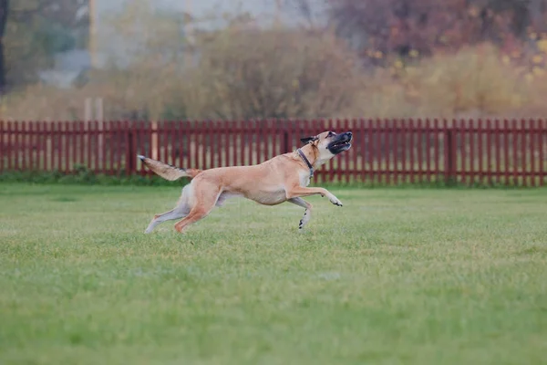 Psi Frisbee Pies Łapie Latający Dysk Skoku Zwierzak Bawi Się — Zdjęcie stockowe