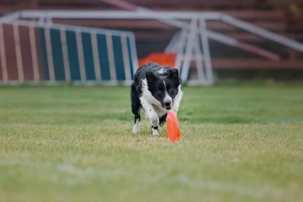 Hundfrisbee Hund Fånga Flygande Disk Hopp Sällskapsdjur Spelar Utomhus Park — Stockfoto