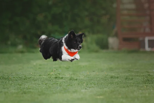 Frisbee Cane Cane Cattura Disco Volante Salto Animale Domestico Giocare — Foto Stock