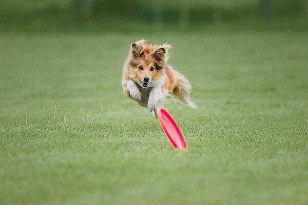 Dog frisbee. Dog catching flying disk in jump, pet playing outdoors in a park. Sporting event, achievement in sport