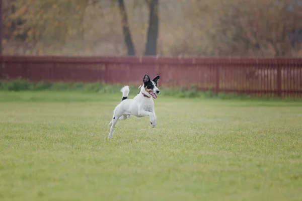 Frisbee Perro Perro Atrapando Disco Volador Salto Mascota Jugando Aire — Foto de Stock