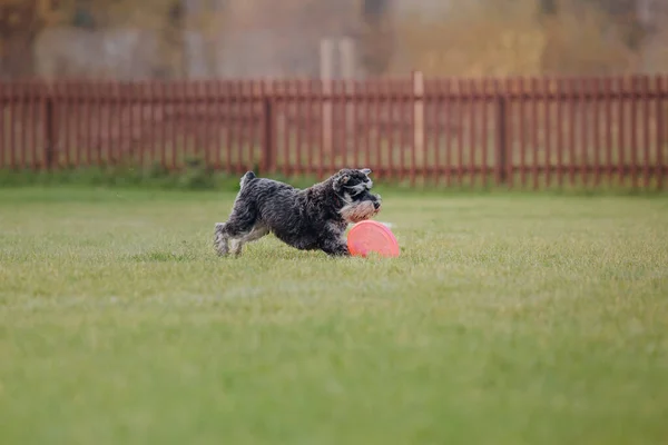 犬のフリスビー ジャンプで空飛ぶ円盤をキャッチ犬 ペットは公園で屋外で遊んでいます スポーツイベント スポーツでの達成 — ストック写真