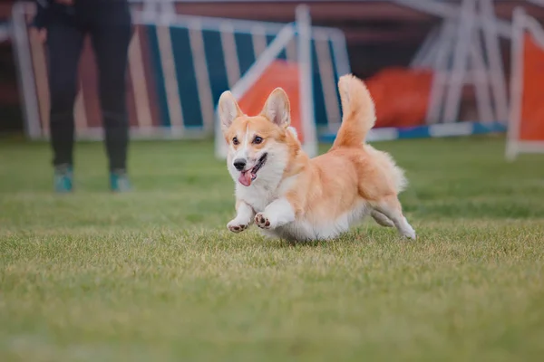 Hundfrisbee Hund Fånga Flygande Disk Hopp Sällskapsdjur Spelar Utomhus Park — Stockfoto