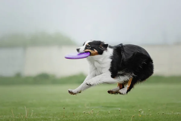 Dog frisbee. Dog catching flying disk in jump, pet playing outdoors in a park. Sporting event, achievement in sport