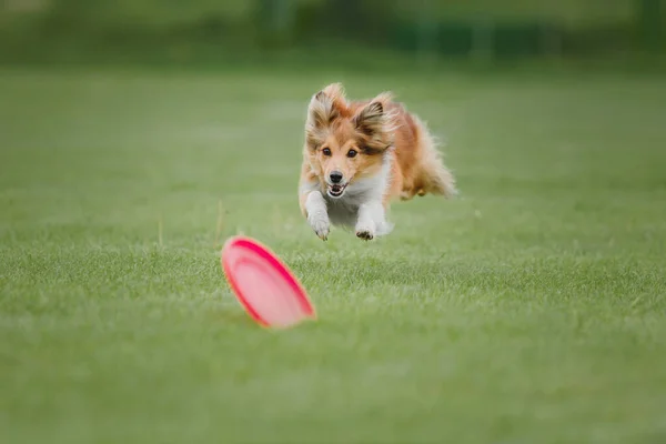 Hundfrisbee Hund Fånga Flygande Disk Hopp Sällskapsdjur Spelar Utomhus Park — Stockfoto