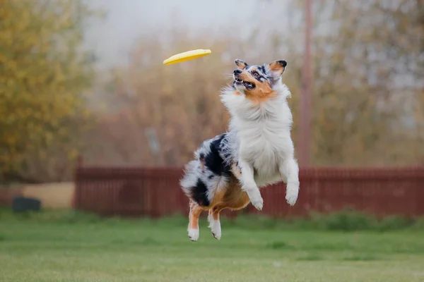 Dog Frisbee Dog Catching Flying Disk Jump Pet Playing Outdoors — Stock Photo, Image