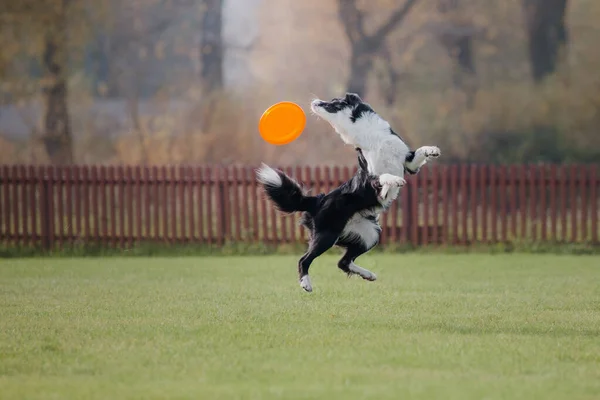 Cão Frisbee Cão Captura Disco Voador Salto Animal Estimação Jogando — Fotografia de Stock