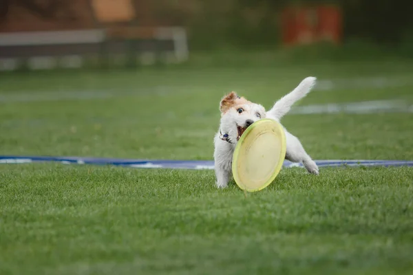 犬のフリスビー ジャンプで空飛ぶ円盤をキャッチ犬 ペットは公園で屋外で遊んでいます スポーツイベント スポーツでの達成 — ストック写真