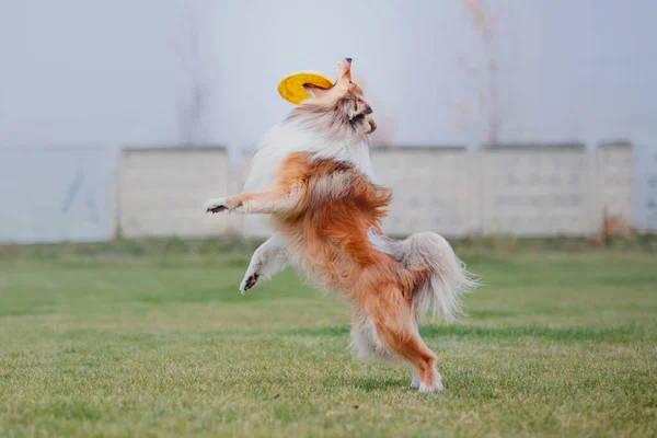 Φρίσμπι Σκύλου Σκύλος Αλίευση Ιπτάμενο Δίσκο Στο Άλμα Κατοικίδιο Ζώο — Φωτογραφία Αρχείου