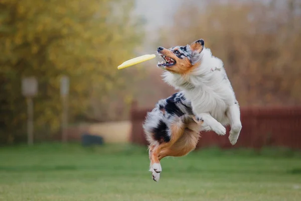 Cão Frisbee Cão Captura Disco Voador Salto Animal Estimação Jogando — Fotografia de Stock