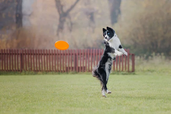 Cão Frisbee Cão Captura Disco Voador Salto Animal Estimação Jogando — Fotografia de Stock