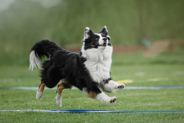 犬のフリスビー ジャンプで空飛ぶ円盤をキャッチ犬 ペットは公園で屋外で遊んでいます スポーツイベント スポーツでの達成 — ストック写真