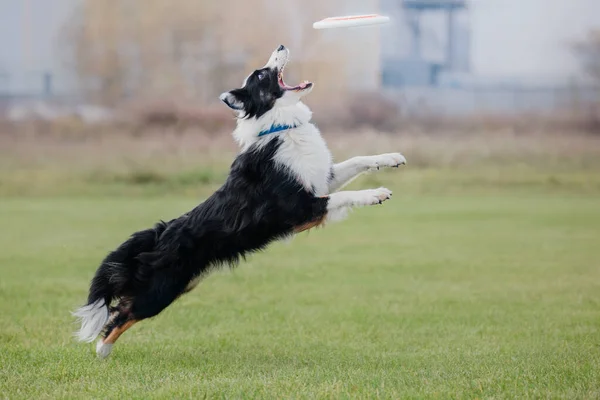 Frisbee Perro Perro Atrapando Disco Volador Salto Mascota Jugando Aire — Foto de Stock