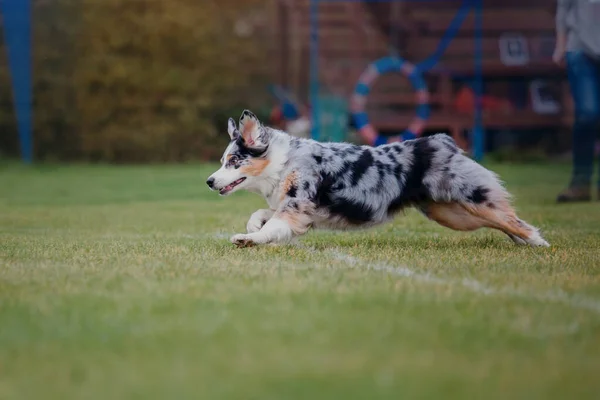 Psi Frisbee Pies Łapie Latający Dysk Skoku Zwierzak Bawi Się — Zdjęcie stockowe