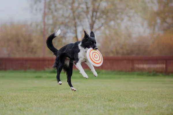 Dog frisbee. Dog catching flying disk in jump, pet playing outdoors in a park. Sporting event, achievement in sport