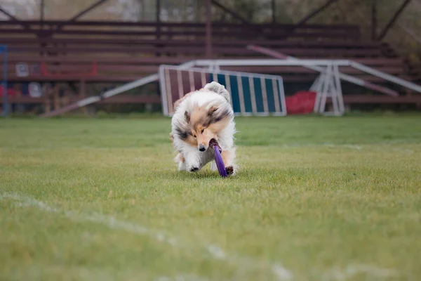 Psi Frisbee Pies Łapie Latający Dysk Skoku Zwierzak Bawi Się — Zdjęcie stockowe