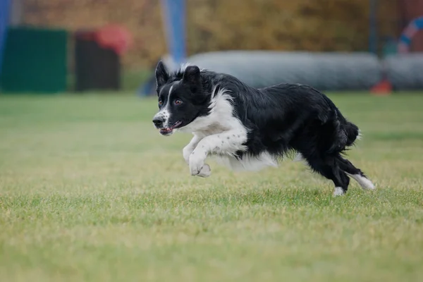 Hundfrisbee Hund Fånga Flygande Disk Hopp Sällskapsdjur Spelar Utomhus Park — Stockfoto