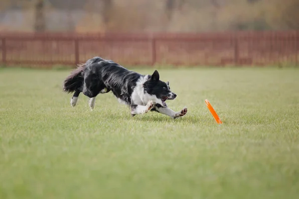 Cão Frisbee Cão Captura Disco Voador Salto Animal Estimação Jogando — Fotografia de Stock