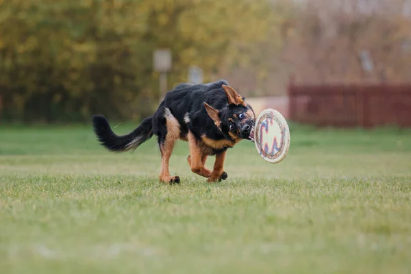 Chien Frisbee Chien Attrapant Disque Volant Saut Animal Compagnie Jouant — Photo