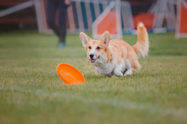 Chien Frisbee Chien Attrapant Disque Volant Saut Animal Compagnie Jouant — Photo