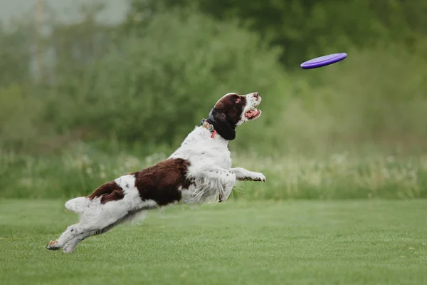 犬のフリスビー ジャンプで空飛ぶ円盤をキャッチ犬 ペットは公園で屋外で遊んでいます スポーツイベント スポーツでの達成 — ストック写真