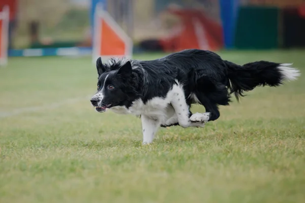 狗食飞盘小狗在跳跃时捕捉飞碟 宠物在公园外面玩耍 体育活动 体育成就 — 图库照片