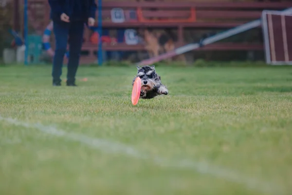Frisbee Perro Perro Atrapando Disco Volador Salto Mascota Jugando Aire —  Fotos de Stock