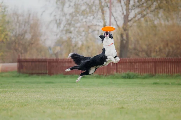 Dog Frisbee Dog Catching Flying Disk Jump Pet Playing Outdoors — Stock Photo, Image