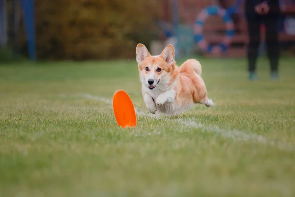 Hundfrisbee Hund Fånga Flygande Disk Hopp Sällskapsdjur Spelar Utomhus Park — Stockfoto