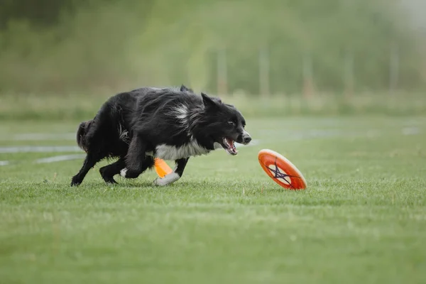 Hundfrisbee Hund Fånga Flygande Disk Hopp Sällskapsdjur Spelar Utomhus Park — Stockfoto