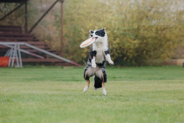 Frisbee Cane Cane Cattura Disco Volante Salto Animale Domestico Giocare — Foto Stock