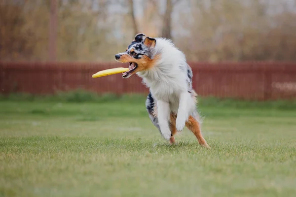 Hundfrisbee Hund Fånga Flygande Disk Hopp Sällskapsdjur Spelar Utomhus Park — Stockfoto