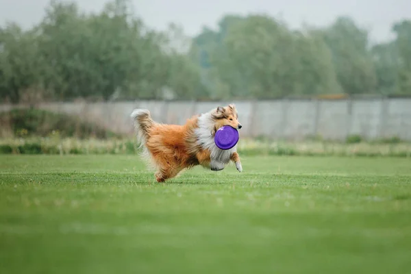 Hundefrisbee Hund Fängt Flugscheibe Sprung Haustier Spielt Freien Einem Park — Stockfoto