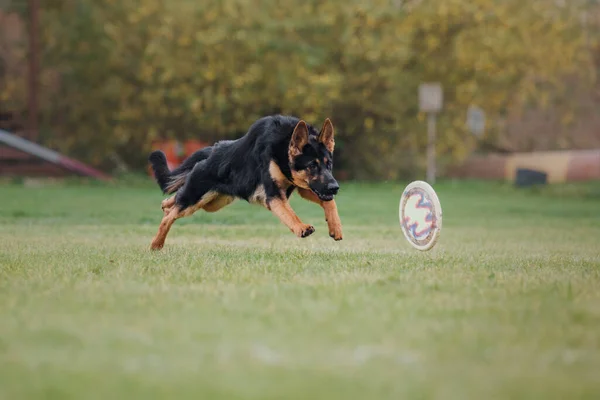 Psi Frisbee Pies Łapie Latający Dysk Skoku Zwierzak Bawi Się — Zdjęcie stockowe