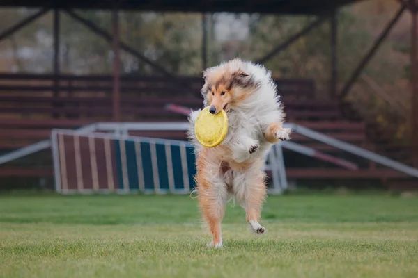 Frisbee Perro Perro Atrapando Disco Volador Salto Mascota Jugando Aire —  Fotos de Stock