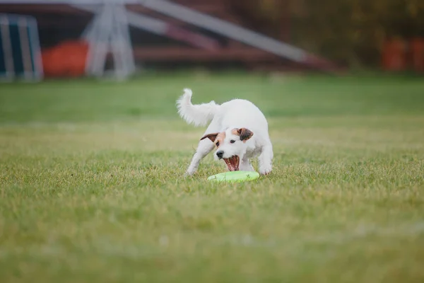 Frisbee Perro Perro Atrapando Disco Volador Salto Mascota Jugando Aire — Foto de Stock