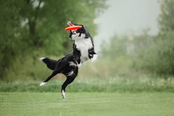 Φρίσμπι Σκύλου Σκύλος Αλίευση Ιπτάμενο Δίσκο Στο Άλμα Κατοικίδιο Ζώο — Φωτογραφία Αρχείου