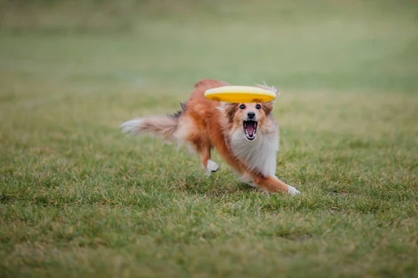 犬のフリスビー ジャンプで空飛ぶ円盤をキャッチ犬 ペットは公園で屋外で遊んでいます スポーツイベント スポーツでの達成 — ストック写真