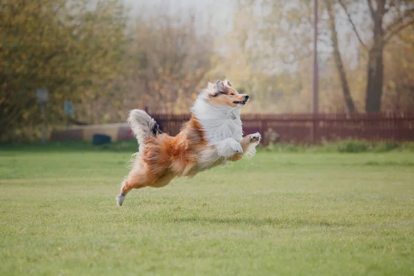 Hundefrisbee Hund Fängt Flugscheibe Sprung Haustier Spielt Freien Einem Park — Stockfoto