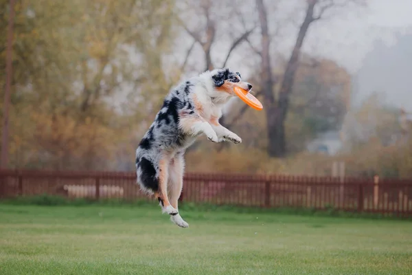 Psi Frisbee Pies Łapie Latający Dysk Skoku Zwierzak Bawi Się — Zdjęcie stockowe