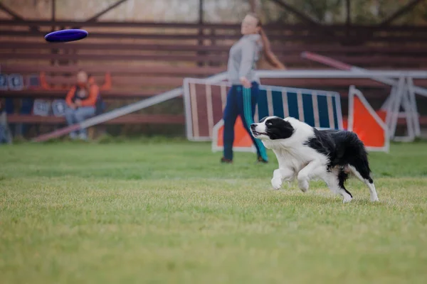 Frisbee Perro Perro Atrapando Disco Volador Salto Mascota Jugando Aire —  Fotos de Stock